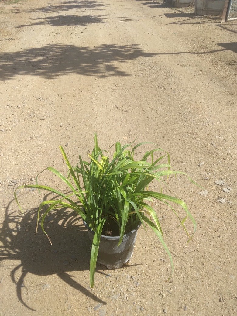 Photo for Hemerocallis 'Red' (Red Evergreen Daylily)