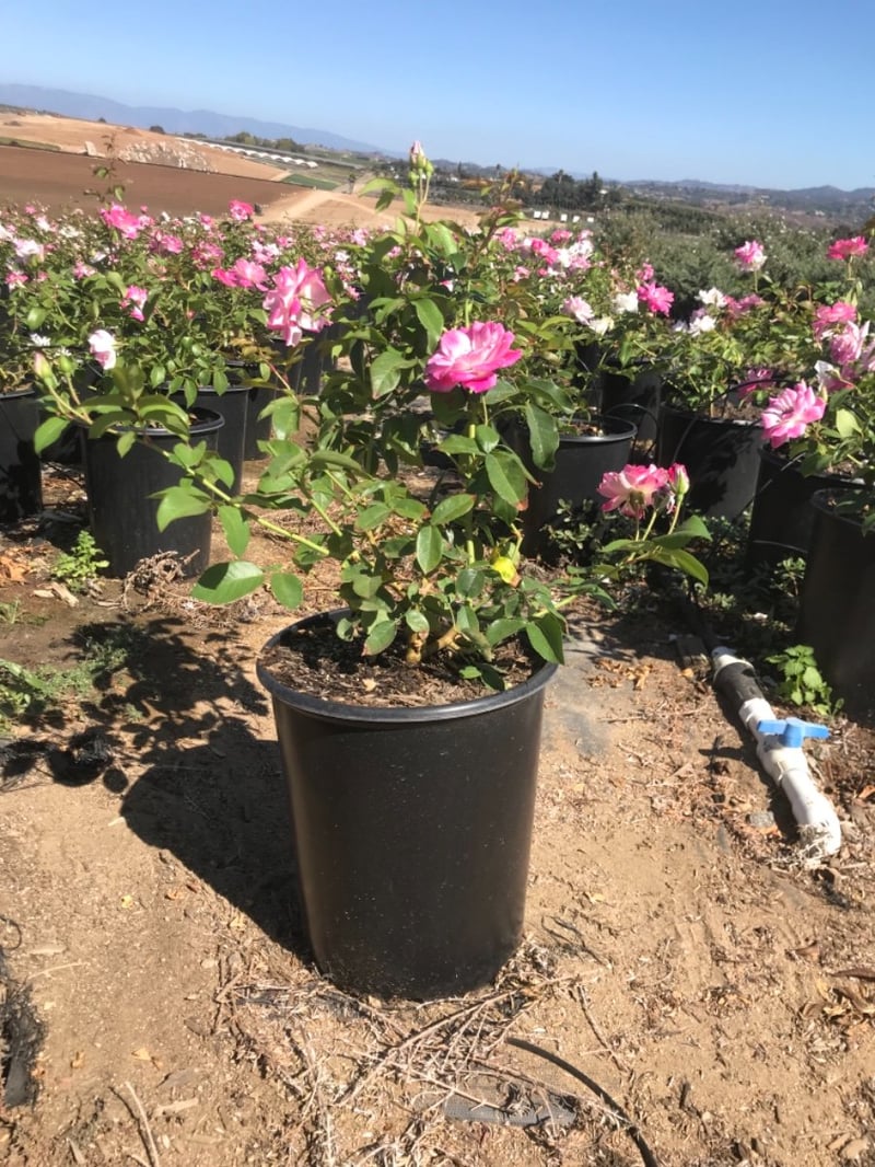 Photo for Rosa 'Brilliant Pink Iceberg' (Brilliant Pink Iceberg Shrub Rose)