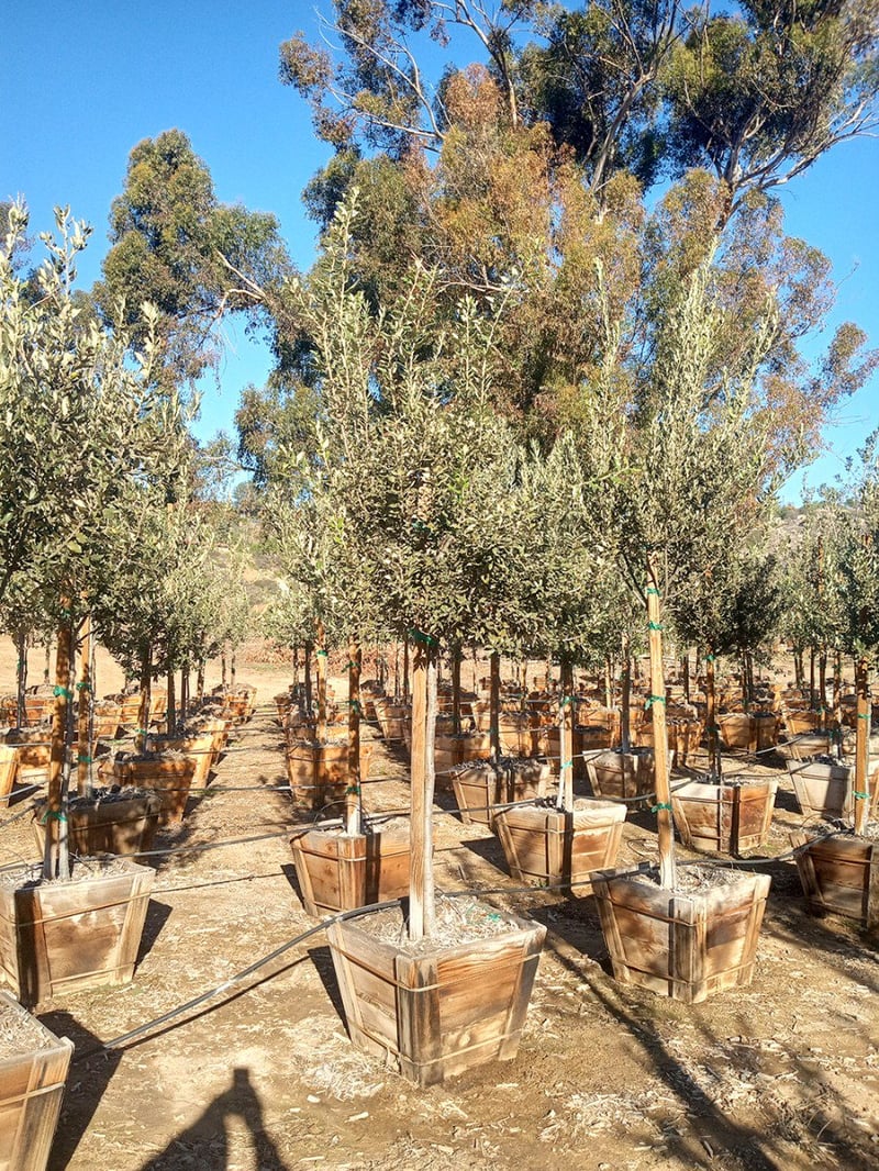 Photo for Quercus ilex (Holly Oak, Holm Oak)