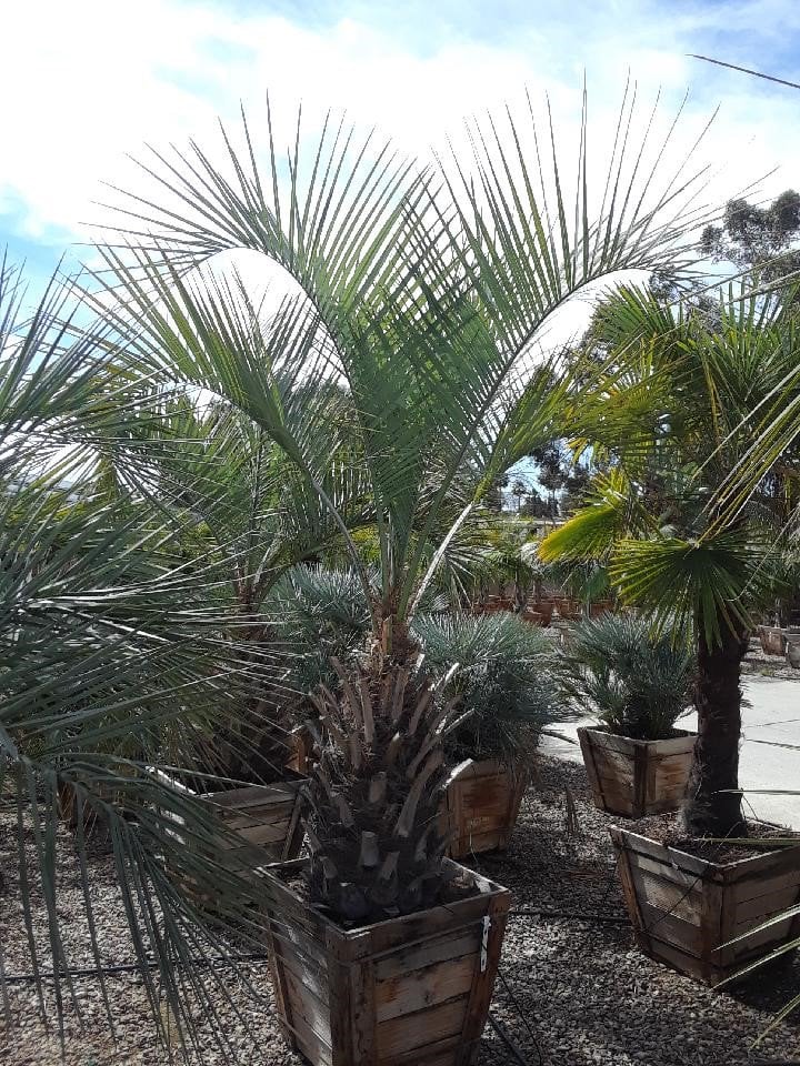 Photo for Butia capitata (Jelly Palm)