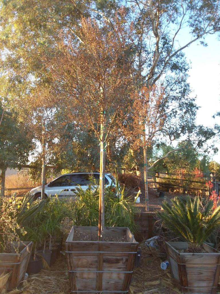 Photo for Lagerstroemia indica 'Watermelon Red' (Crape Myrtle)