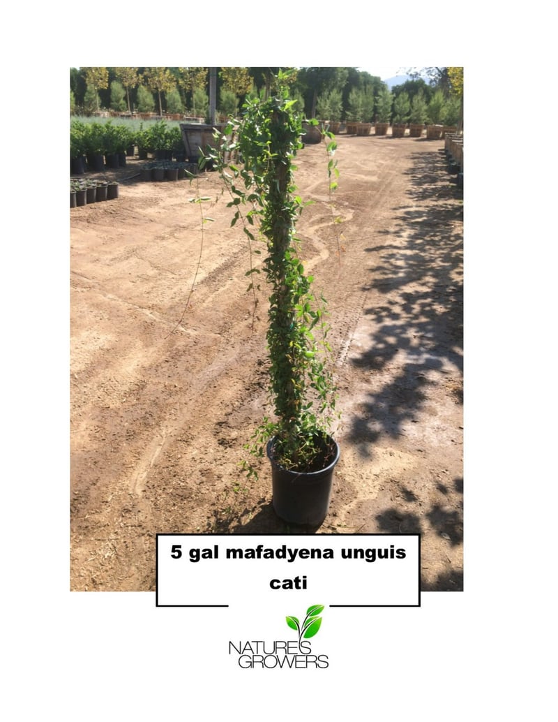 Photo for Dolichandra Unguis-Cati (Macfadyena unguis-cati) (Cat's Claw Vine)