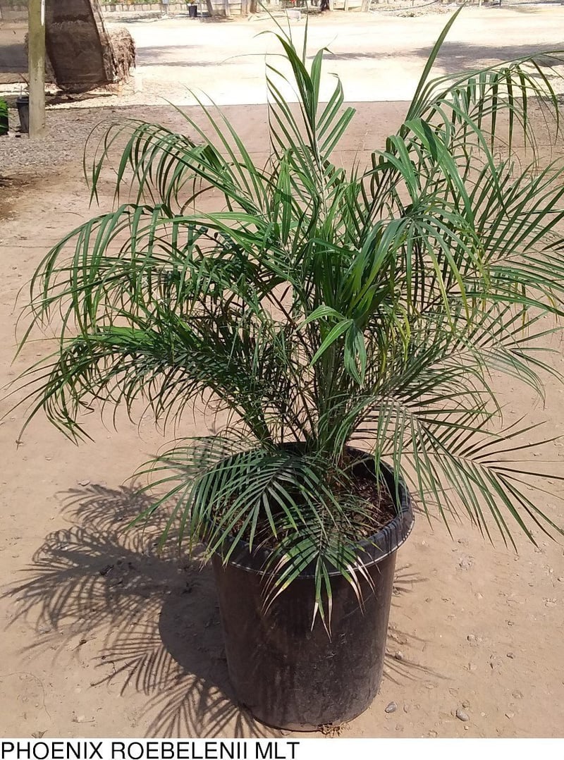 Photo for Phoenix roebelenii (Pygmy Date Palm)