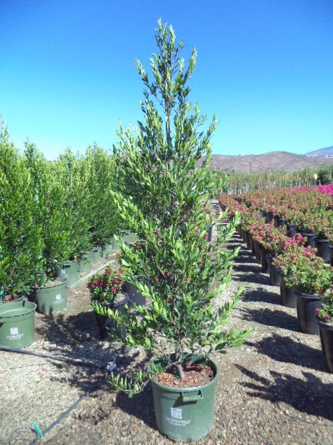 Photo for Prunus caroliniana 'Bright n Tight' ('Compacta') (Bright n Tight ('Compacta') Carolina Laurel)