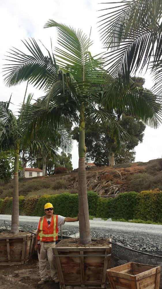Photo for Archontophoenix cunninghamiana (12' BTH) (KIng Palm)