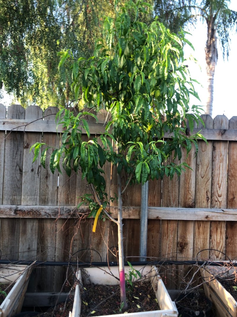 Photo for Prunus persica 'Donut' (Donut Peach)