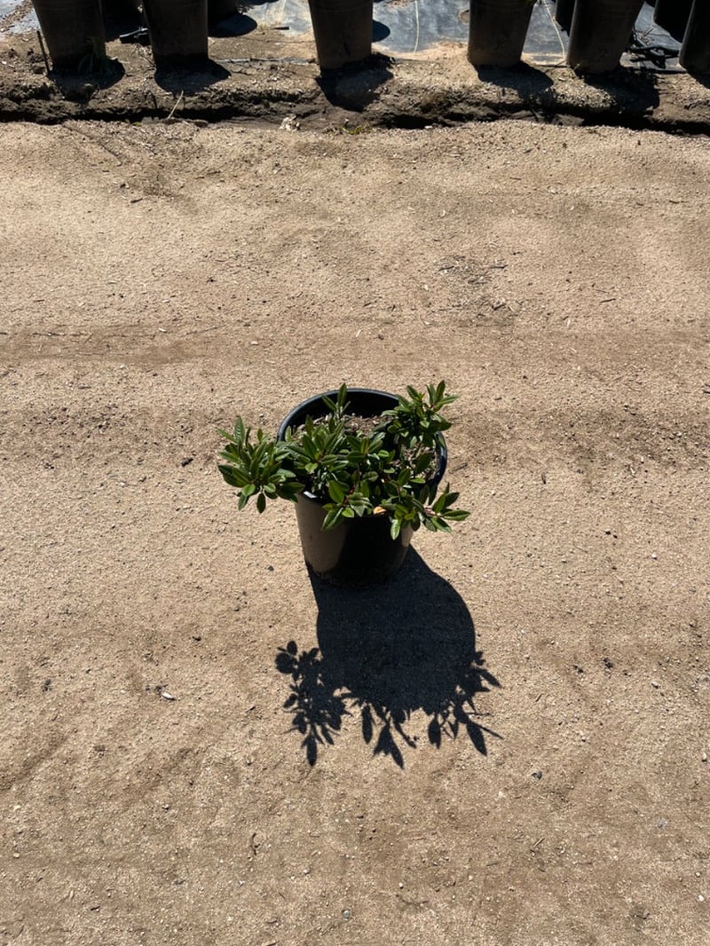 Photo for Rhamnus californica (Coffeeberry)
