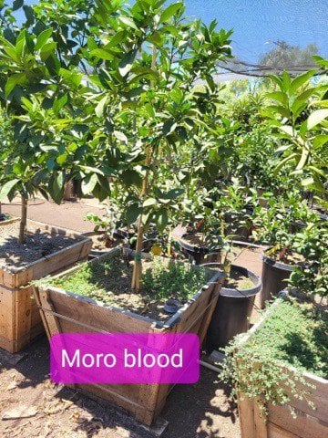 Photo for Citrus sinensis 'Moro' (Moro Blood Orange)
