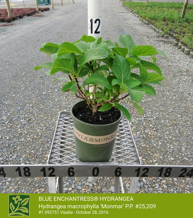 Photo for Hydrangea macrophylla (Any Blue Flower) (Blue Hydrangea)