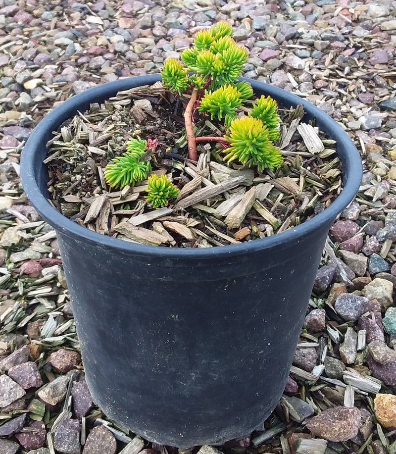 Photo for Sedum rupestre 'Angelina' (Angelina Stonecrop)
