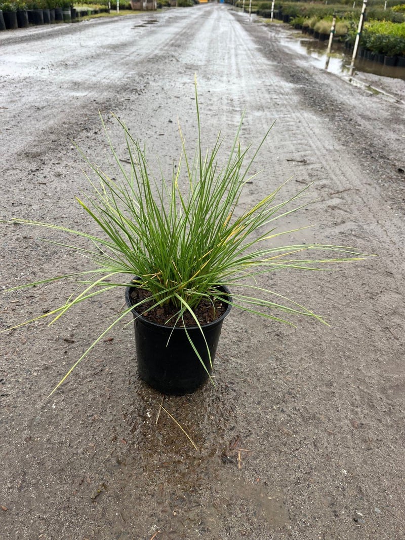 Photo for Festuca mairei (Atlas Fescue)
