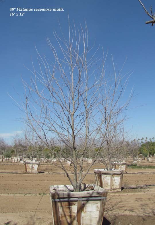 Photo for Platanus racemosa (Multi) (California Sycamore)