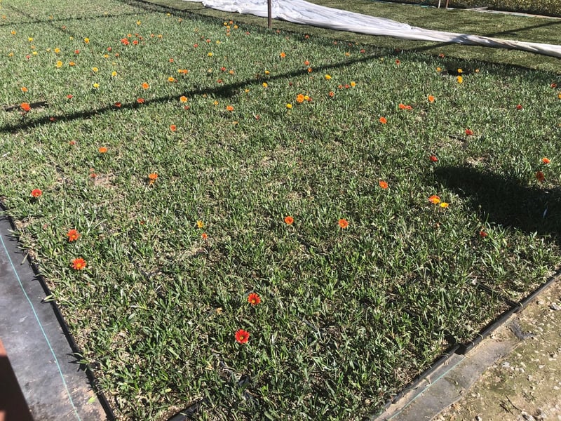 Photo for Gazania (clumping variety, mixed color) (Gazania)