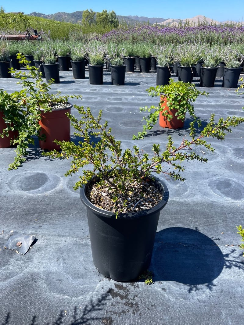 Photo for Ceanothus 'Dark Star' (Dark Star Ceanothus)