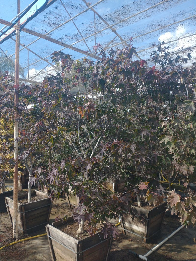 Photo for Acer palmatum 'Bloodgood' (Bloodgood Japanese Maple)