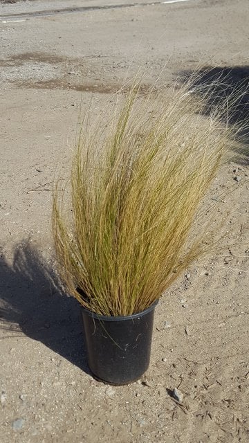 Photo for Stipa tenuissima (Nassella tenuissima) (Mexican Feather Grass)