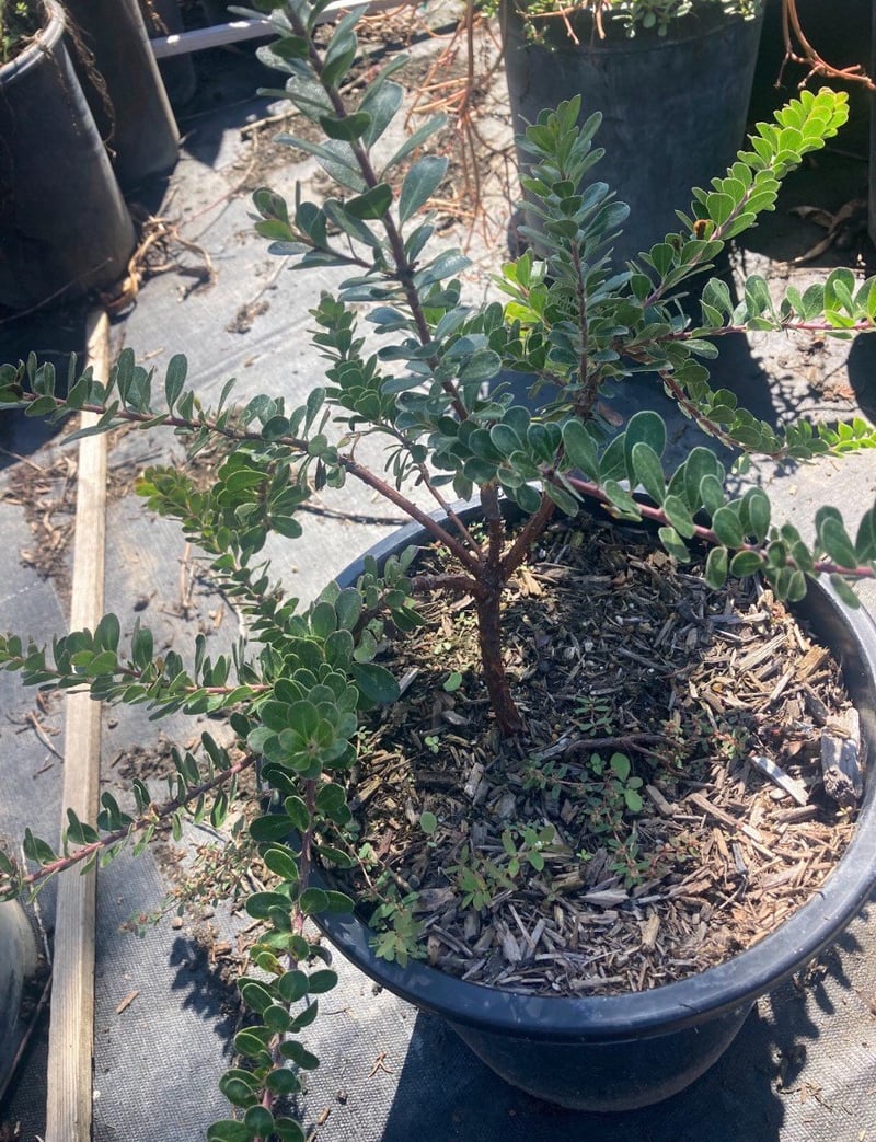 Photo for Arctostaphylos uva-ursi (Radiant Manzanita)