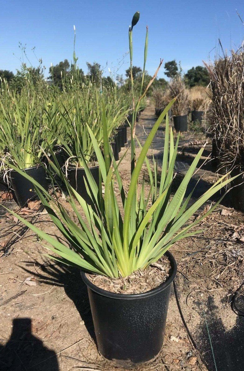 Photo for Dietes iridioides (White African Iris, Fortnight Lily)
