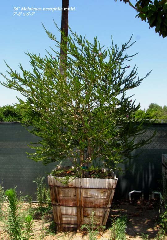 Photo for Melaleuca nesophila (Low Branch) (Pink Melaleuca)