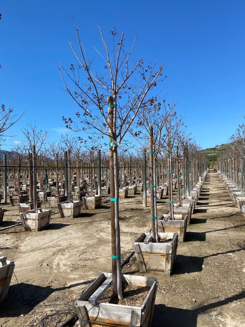 Photo for Lagerstroemia indica x fauriei 'Tuscarora' (Standard) (Tuscarora Crape Myrtle)