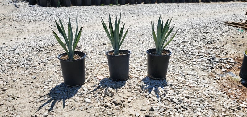 Photo for Agave tequilana (Blue Tequila Agave)