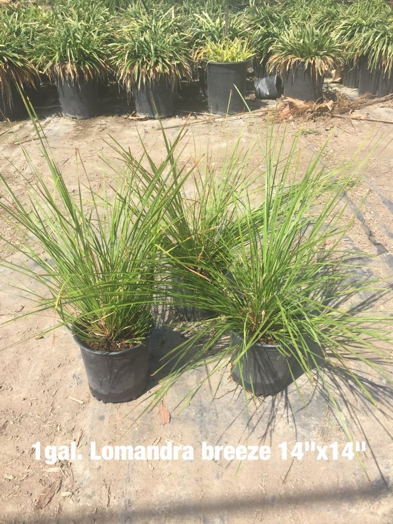 Photo for Lomandra longifolia 'Breeze' (Dwarf Mat Rush 'Breeze')