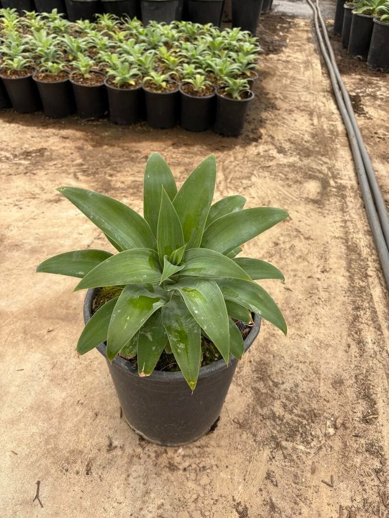 Photo for Agave attenuata (Fox Tail Agave)