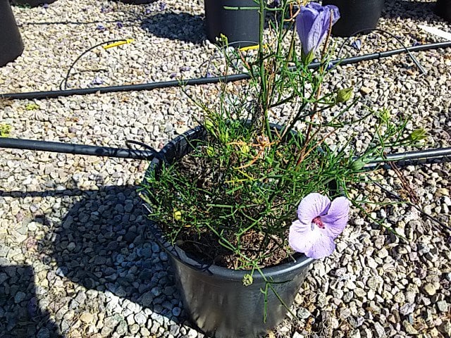 Photo for Alyogyne huegelii (Blue Hibiscus)
