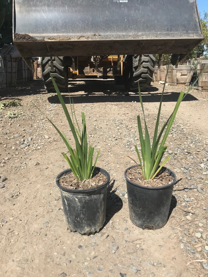 Photo for Dietes (any variety) (Fortnight Lily)