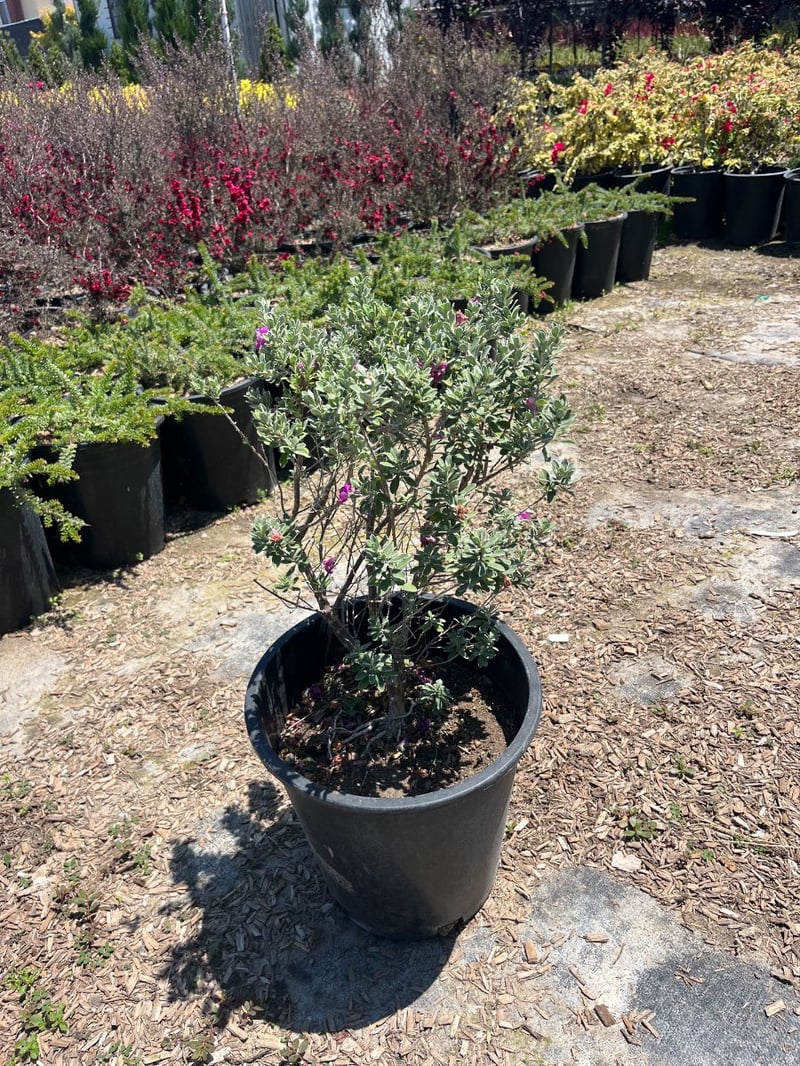 Photo for Leucophyllum frutescens 'Green Cloud' (Green Cloud Texas Ranger)