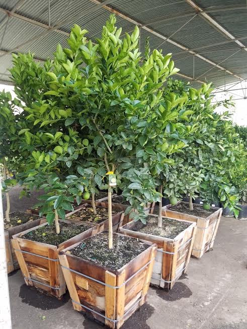 Photo for Citrus Lime 'Bearrs' (Bearrs Lime Tree)