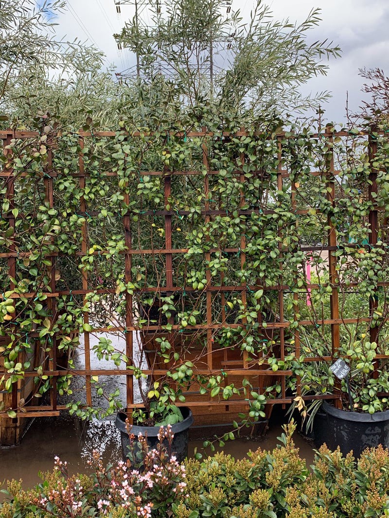 Photo for Trachelospermum jasminoides (Espalier) (Espaliered Star Jasmine)