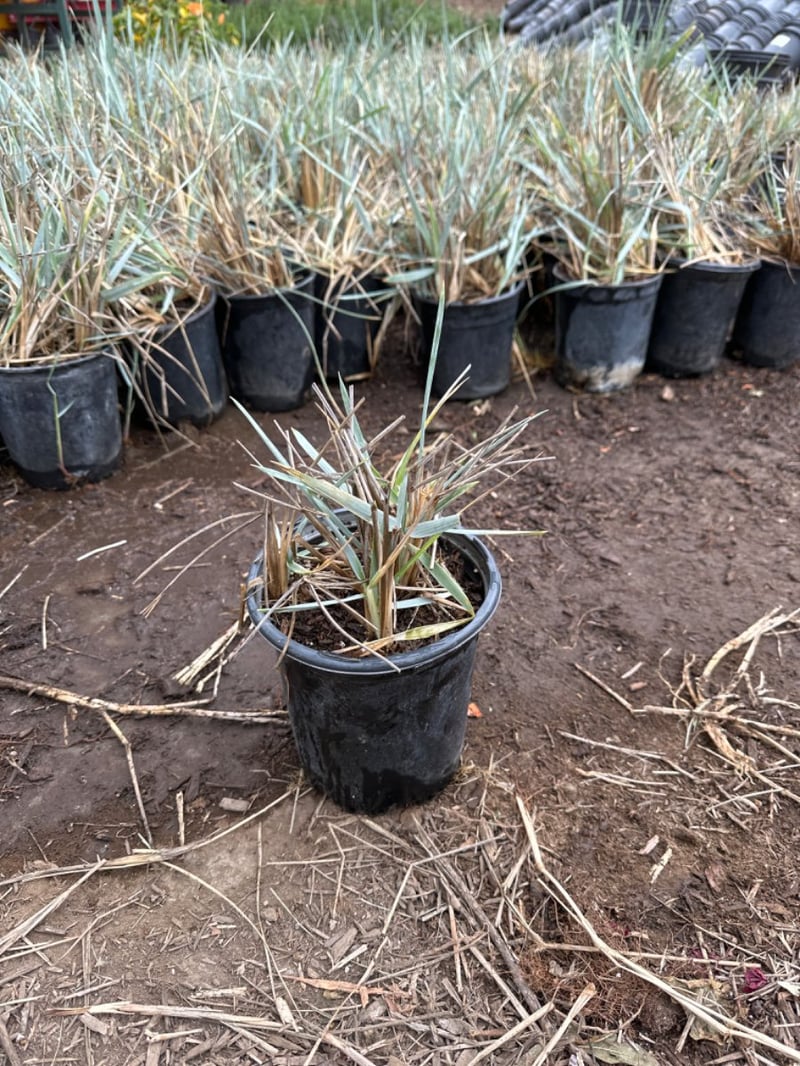 Photo for Leymus condensatus 'Canyon Prince' (Blue Lyme Grass)