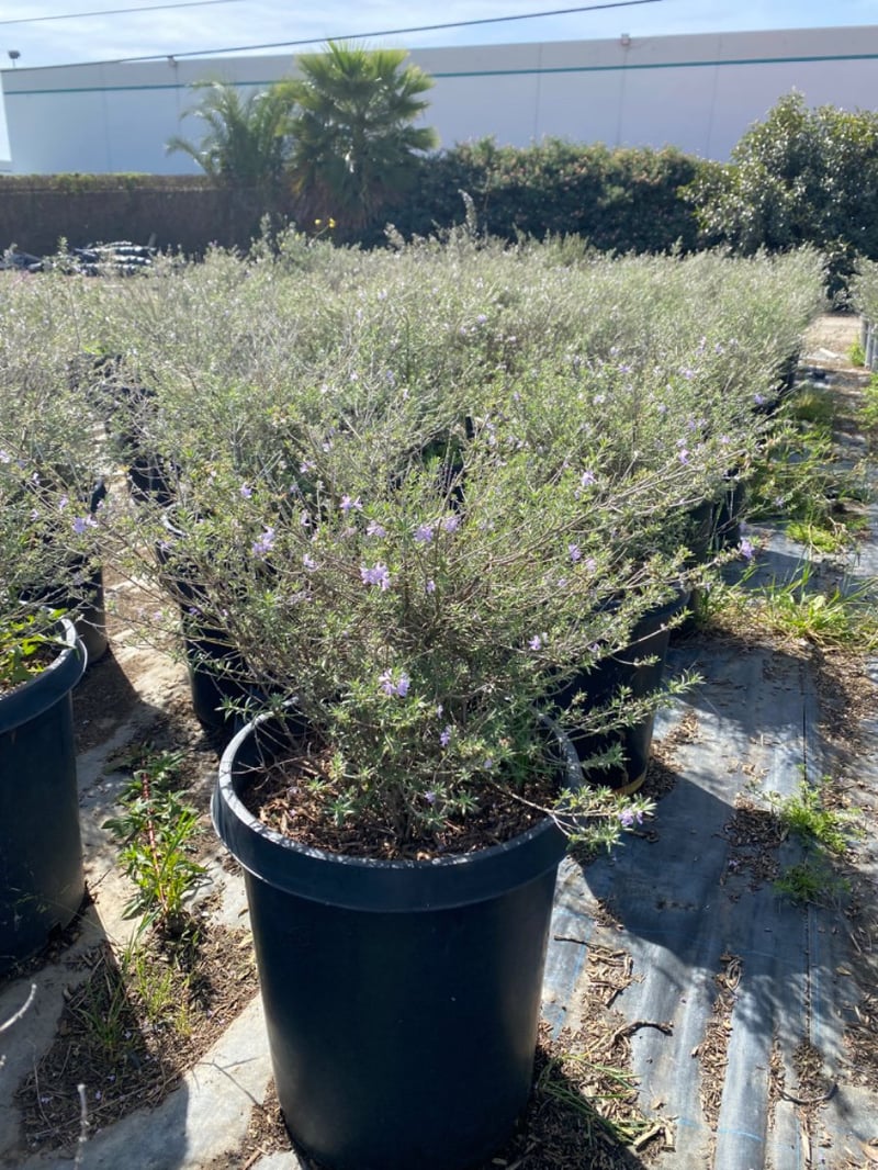 Photo for Westringia 'Wynyabbie Gem' (Wynyabbie Gem Coast Rosemary)