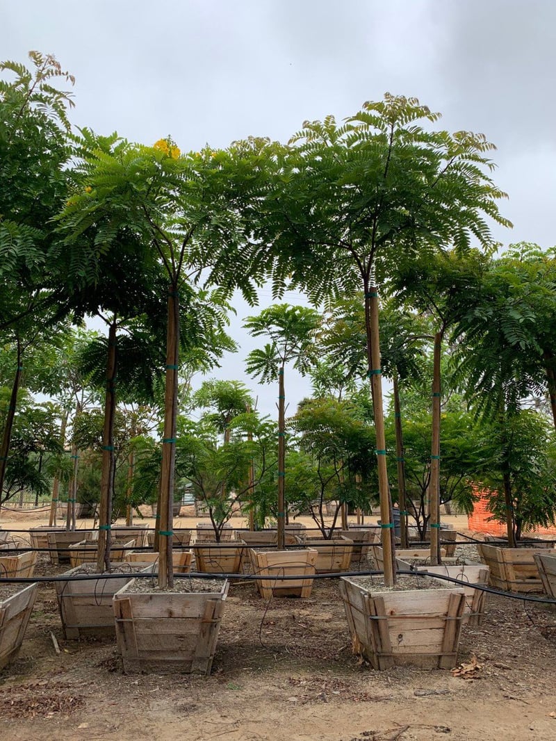 Photo for Tipuana tipu (Standard) (Tipu Tree)
