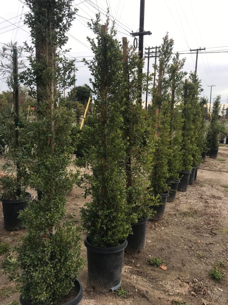 Photo for Syzygium paniculatum (Australian Brush Cherry)