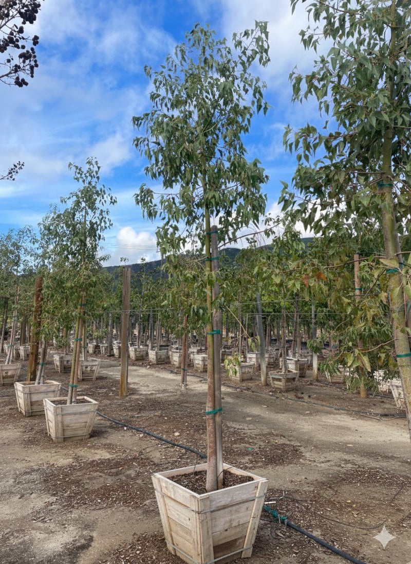 Photo for Brachychiton populneus (Bottle Tree)