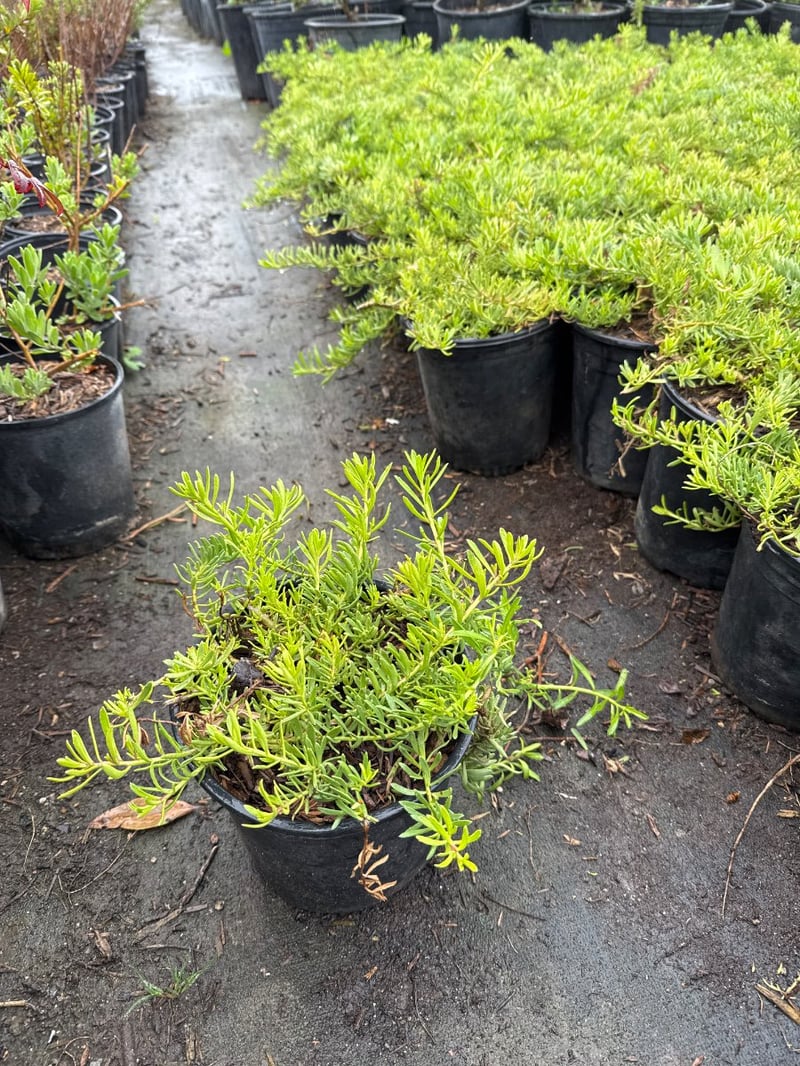 Photo for Myoporum parvifolium (Creeping Myoporum)
