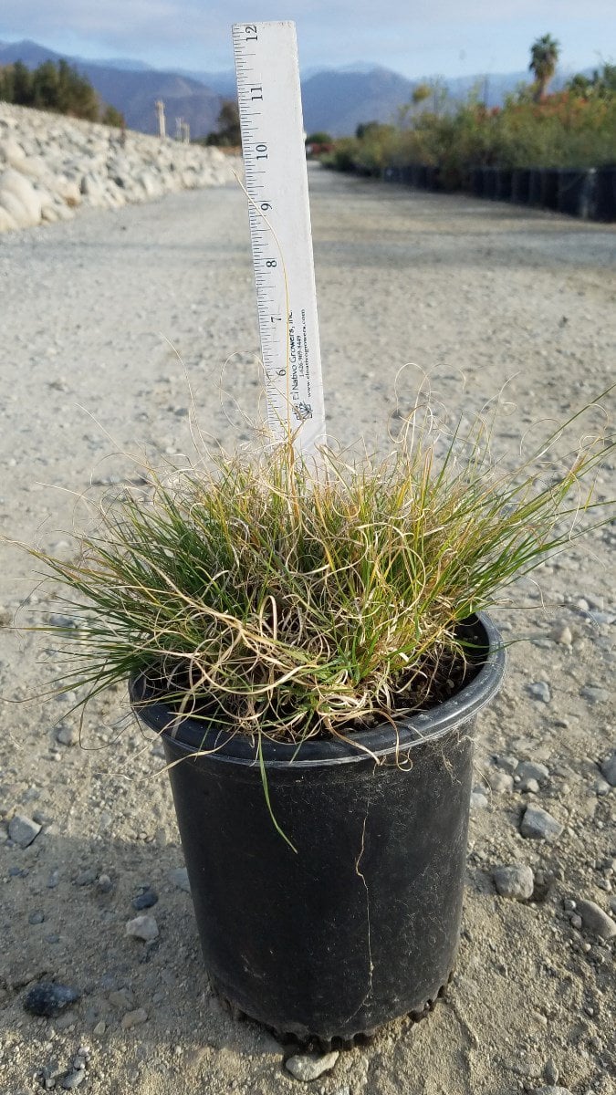 Photo for Bouteloua gracilis (Blue Gramma Grass)