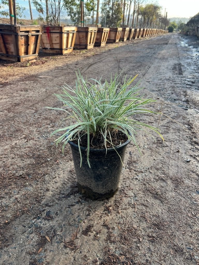 Photo for Tulbaghia violacea 'Variegata' (Society Garlic)