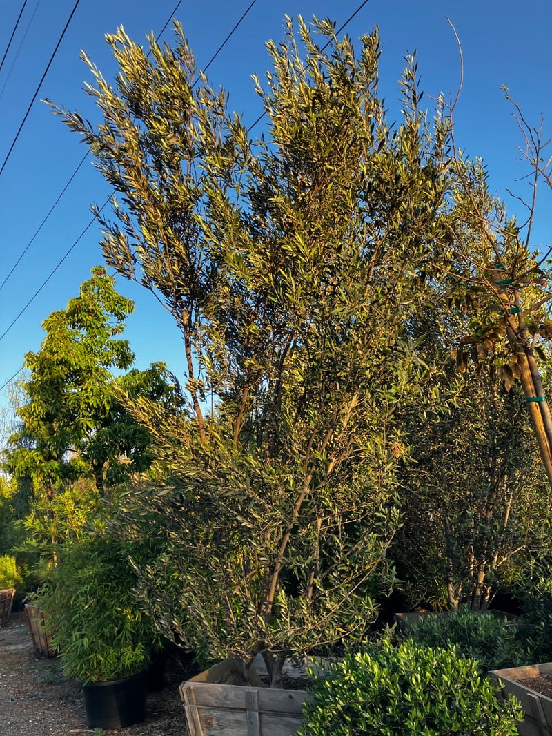Photo for Olea europaea 'Manzanillo' (Manzanillo Olive)
