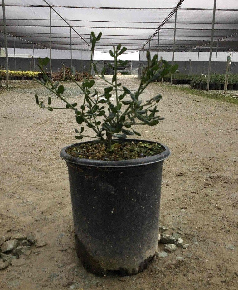 Photo for Ceanothus 'Centennial' (Centennial California Wild Lilac)