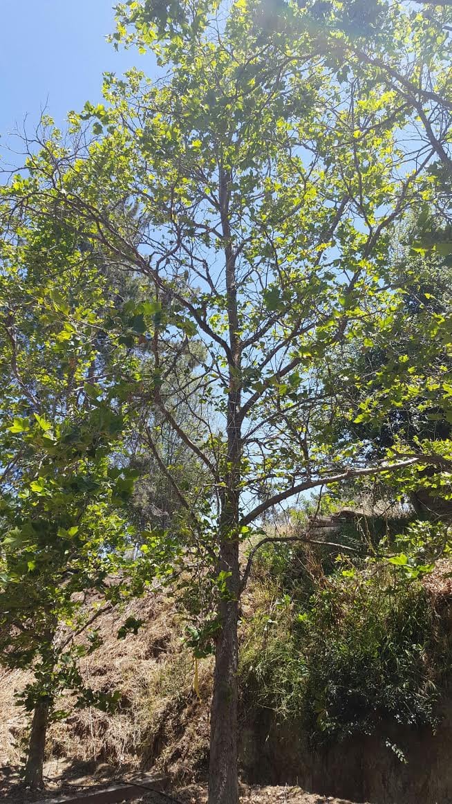 Photo for Platanus acerifolia 'Columbia' (Standard) (Columbia London Plane Tree)
