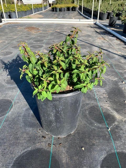 Photo for Cistus hybridus (White Rockrose)