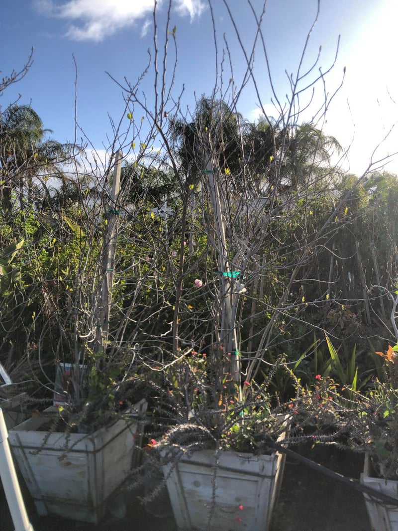 Photo for Magnolia x soulangeana (Multi) (Chinese Magnolia)