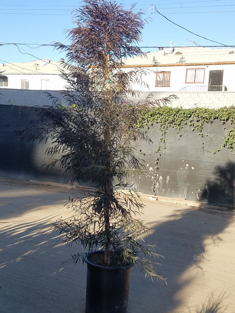 Photo for Agonis flexuosa 'Jervis Bay After Dark' (Low Branching) (After Dark Peppermint Tree (Low Branching))