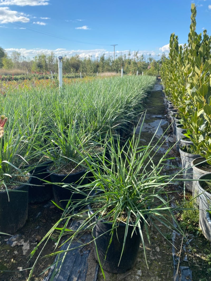 Photo for Leymus condensatus (Wild Rye)