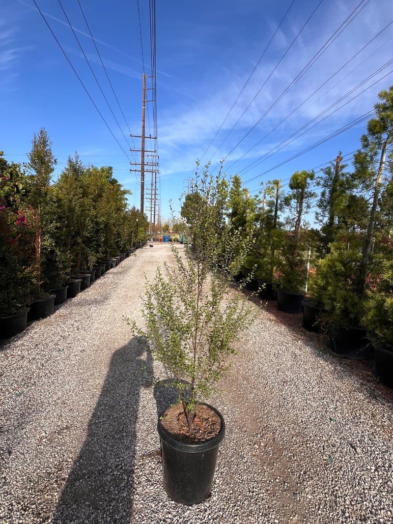 Photo for Pittosporum tenuifolium ‘Oliver Twist’ (Oliver Twist Kohuhu)