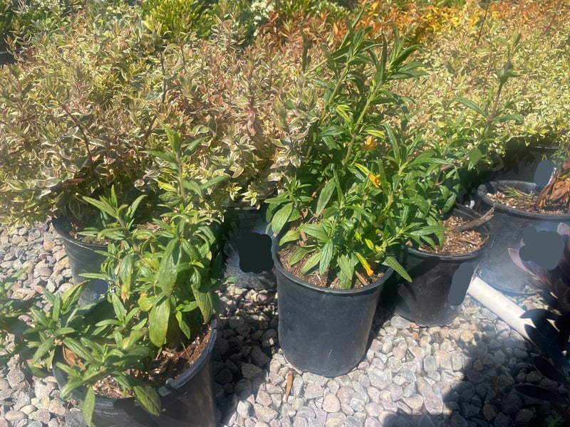 Photo for Mimulus auriantacas (Sticky Monkey Flower)