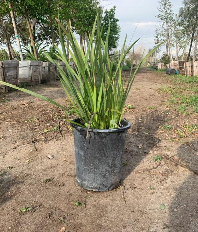 Photo for Dietes iridioides (White African Iris, Fortnight Lily)